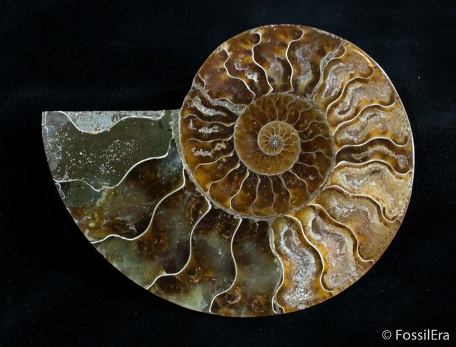 Inch Split Ammonite (Half) #2987